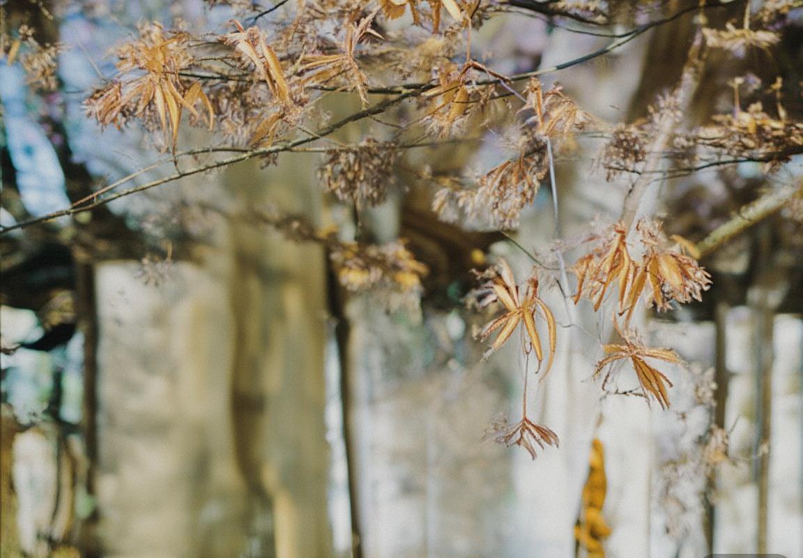 弗吉尼亚大学VS德州理工：精彩对决回顾与分析(图1)